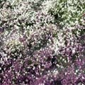 Blumen