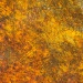 Model Mates - Yellow Rust Effect (25ml)