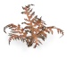 Dry Bracken