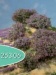 Rhododendron (violett)