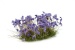 Violet Flowers