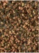 Platanenlaub (Spätherbst)