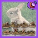 Bunnies (8)