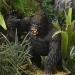 Giant Ape (1)
