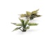 Platain Lily